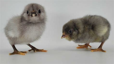 baby chick pictures|bantam chick identification chart.